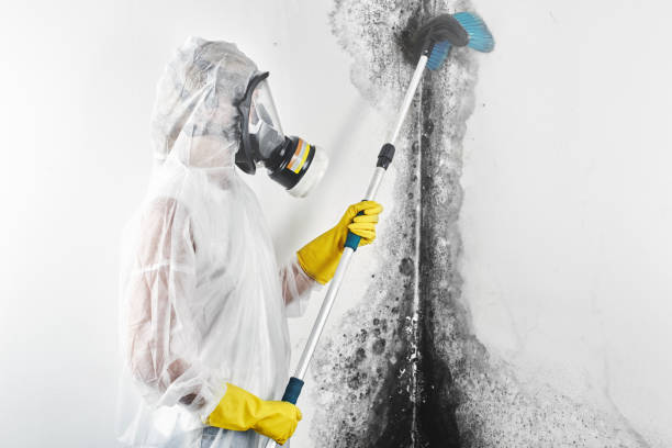 Best Airborne Mold Testing  in Ecorse, MI