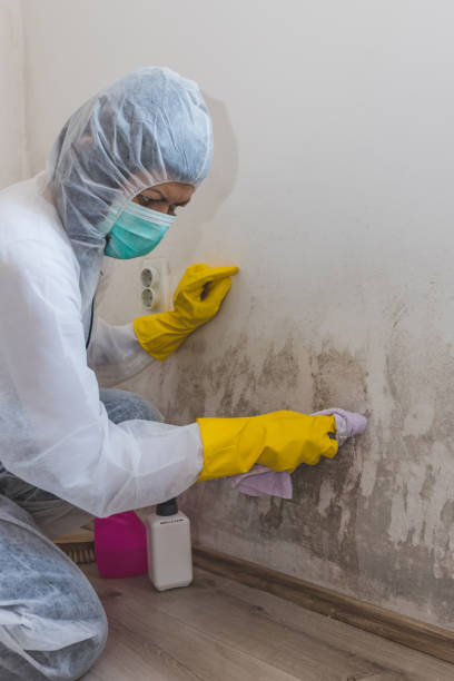 Best Post-Remediation Verification Testing  in Ecorse, MI