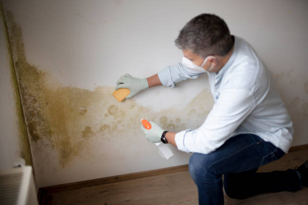 Asbestos and Lead Testing During Mold Inspection in Ecorse, MI